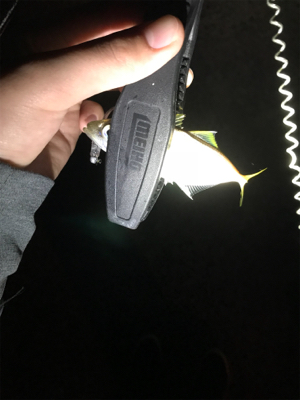 アオリイカを求めて③