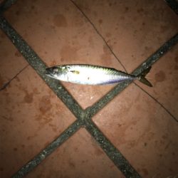 釣り予定じゃなかったけど