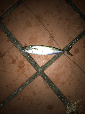 釣り予定じゃなかったけど