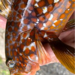 朝まずめロック♪