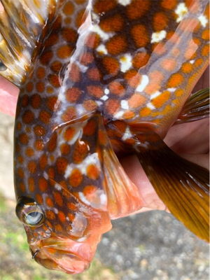 朝まずめロック♪