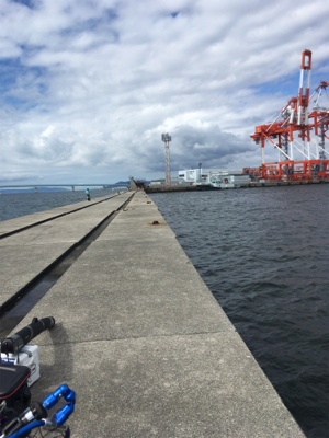 ポートアイランドにて、ノマセ釣り