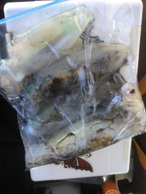 この時期にしたらいいサイズ