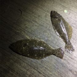 マゴチ70cm！2.1kg