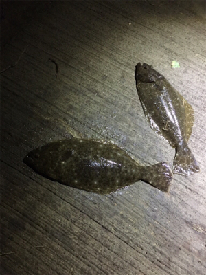 マゴチ70cm！2.1kg