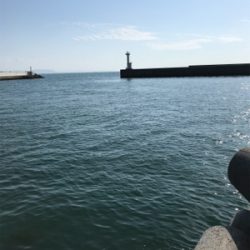 久しぶりのアオリイカ(^｡^)