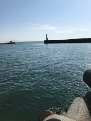 久しぶりのアオリイカ(^｡^)