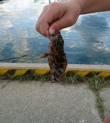 アジング&根魚釣り