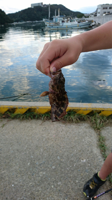 アジング&根魚釣り