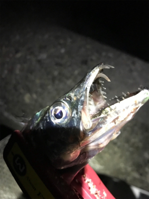 ルアーで5目釣り、達成！