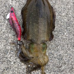 待望の淡路島^_^