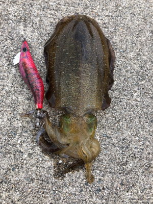 待望の淡路島^_^