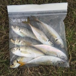 IKEA裏で五目釣り達成