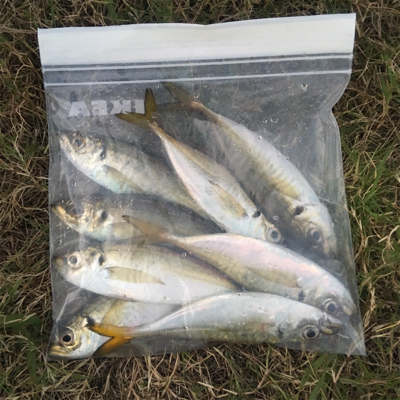 IKEA裏で五目釣り達成