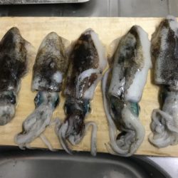 秋イカ爆発