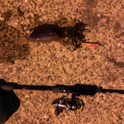 秋イカエギング