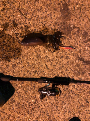 秋イカエギング