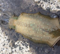 スクイットパーティー