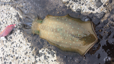 スクイットパーティー