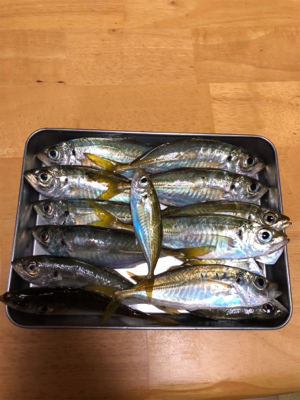 暴風雨豆アジング