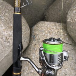 久しぶりにタチサゴハマチ