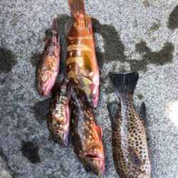 朝まずめライトロック♪