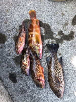 朝まずめライトロック♪