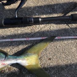 念願の今年初ブルー！！