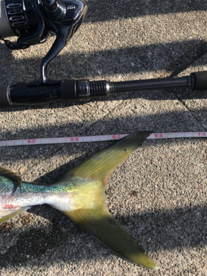 念願の今年初ブルー！！