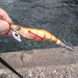 シーバスロッドでアオリイカエギング