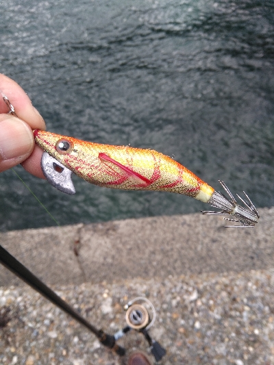 シーバスロッドでアオリイカエギング