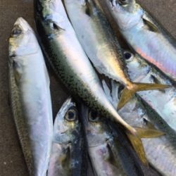 サヨリ釣りを邪魔するサバ