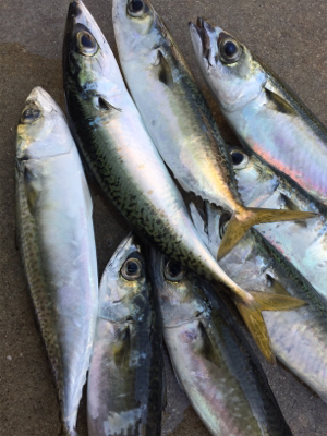 サヨリ釣りを邪魔するサバ