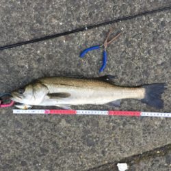 そろそろSRクランクでも…