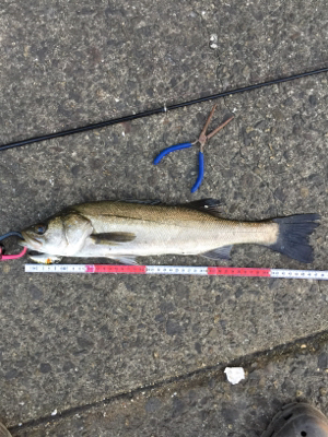 そろそろSRクランクでも…