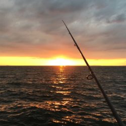 今日も、ワインドには渋い！