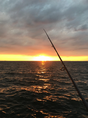 今日も、ワインドには渋い！