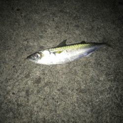 名港はサバだらけ