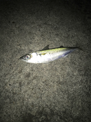 名港はサバだらけ