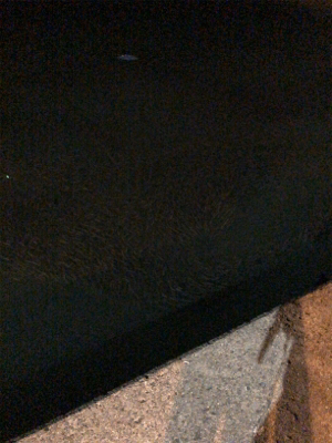 五目釣り達成!?