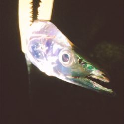 秋満喫！エンジョイライト五目ゲーム