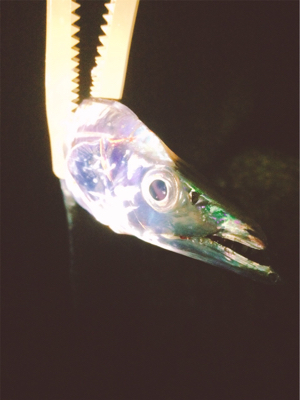 秋満喫！エンジョイライト五目ゲーム