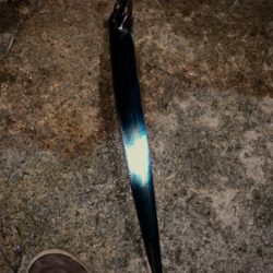 岸和田ワインド