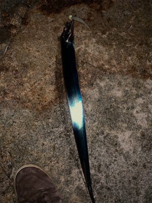 岸和田ワインド