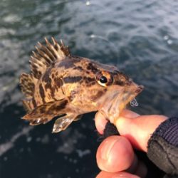 日が出てからの反応が…