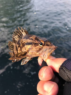 日が出てからの反応が…