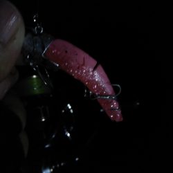 タチウオデートも面白い