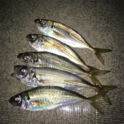 大阪奥湾アジング ニューロッド入魂