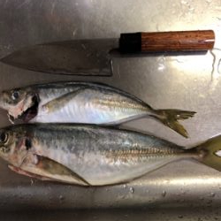 狙いの獲物!尺アジ