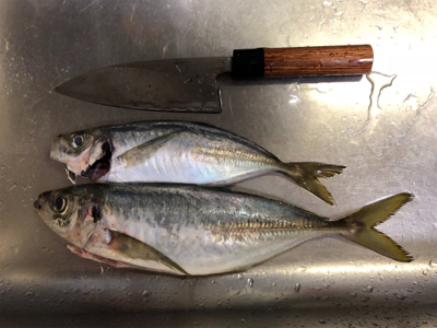 狙いの獲物!尺アジ